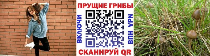 Галлюциногенные грибы MAGIC MUSHROOMS  Ельня 